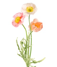 Image of Beautiful poppies isolated on white. Delicate flowers