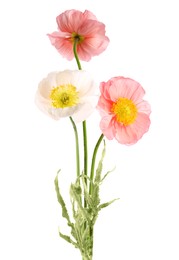 Image of Beautiful poppies isolated on white. Delicate flowers