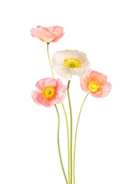 Image of Beautiful poppies isolated on white. Delicate flowers