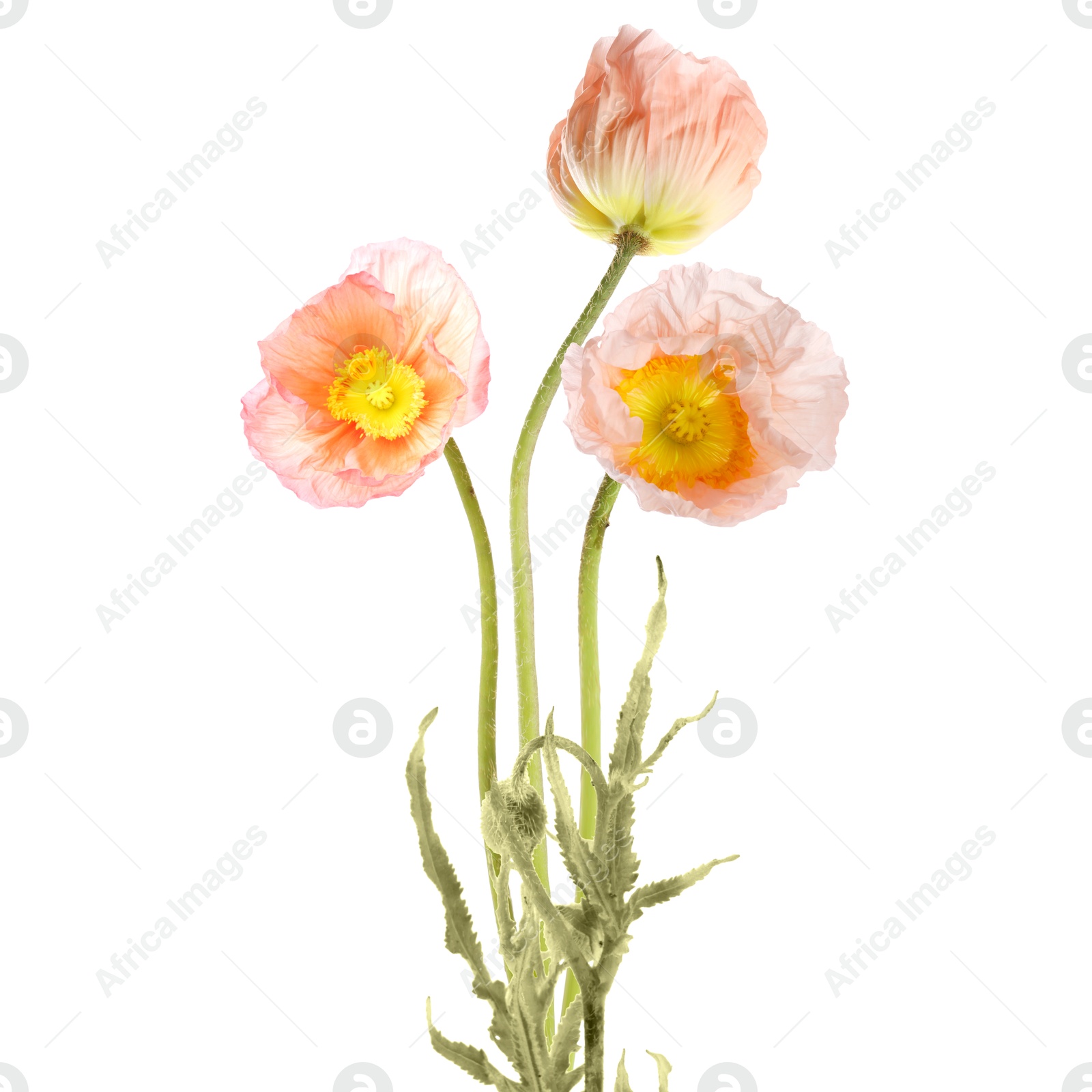 Beautiful poppies isolated on white. Delicate flowers Image of Beautiful poppies isolated on white. Delicate flowers