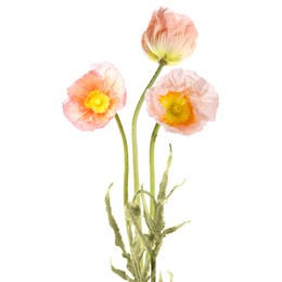 Image of Beautiful poppies isolated on white. Delicate flowers