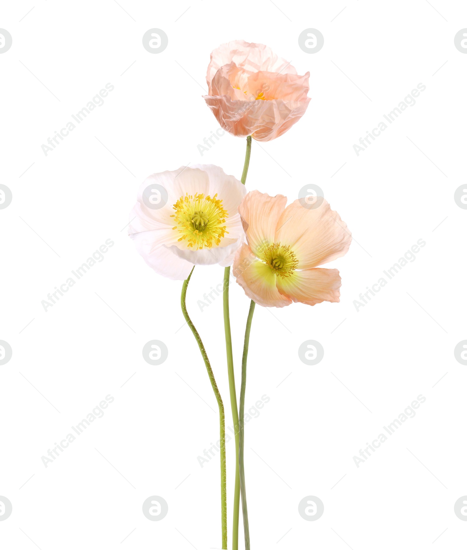Beautiful poppies isolated on white. Delicate flowers Image of Beautiful poppies isolated on white. Delicate flowers