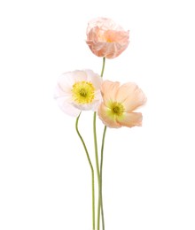 Image of Beautiful poppies isolated on white. Delicate flowers