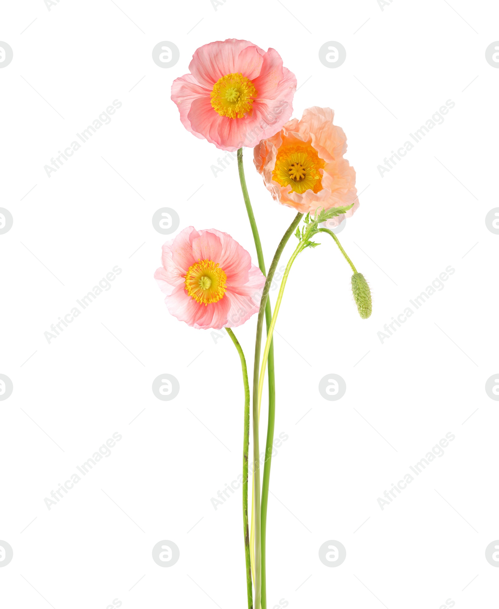 Image of Beautiful poppies isolated on white. Delicate flowers