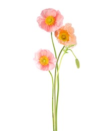 Image of Beautiful poppies isolated on white. Delicate flowers
