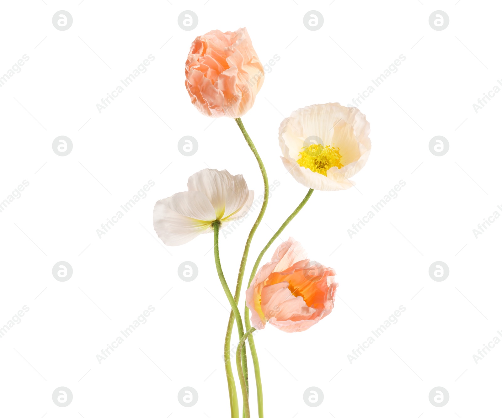 Image of Beautiful poppies isolated on white. Delicate flowers