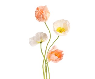 Image of Beautiful poppies isolated on white. Delicate flowers