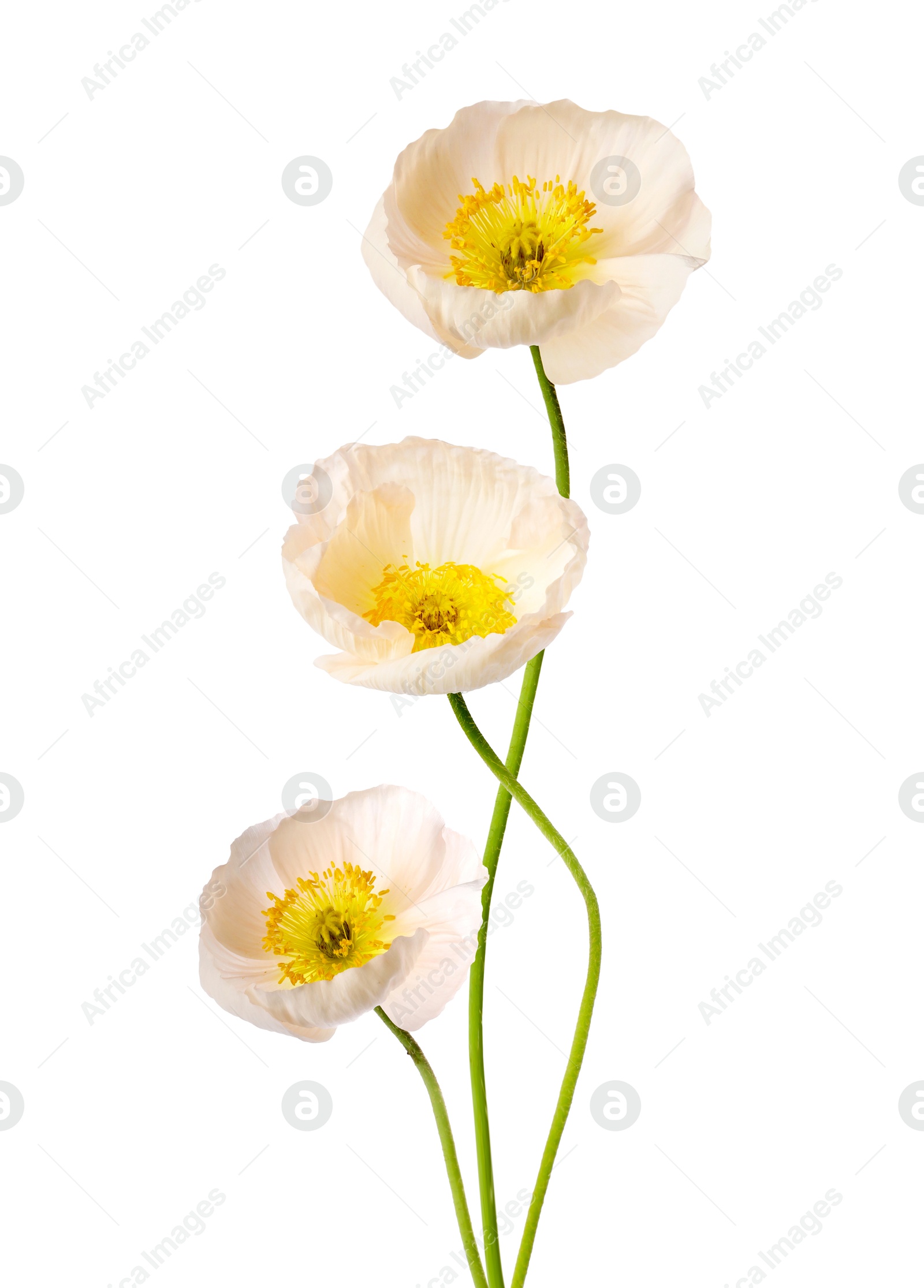 Image of Beautiful poppies isolated on white. Delicate flowers