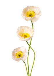 Image of Beautiful poppies isolated on white. Delicate flowers