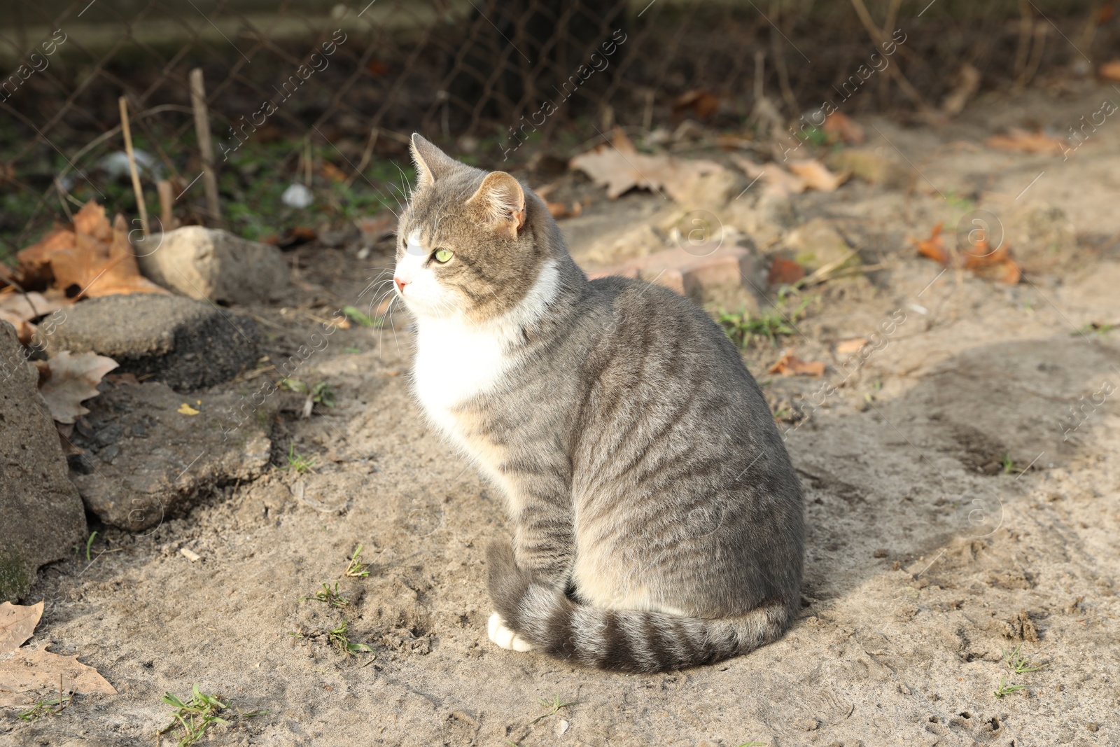 Lonely stray cat outdoors. Pet homelessness problem Photo of Lonely stray cat outdoors. Pet homelessness problem