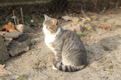 Photo of Lonely stray cat outdoors. Pet homelessness problem