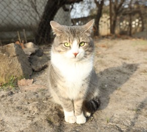 Photo of Lonely stray cat outdoors. Pet homelessness problem
