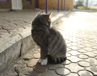 Photo of Lonely stray cat outdoors. Pet homelessness problem
