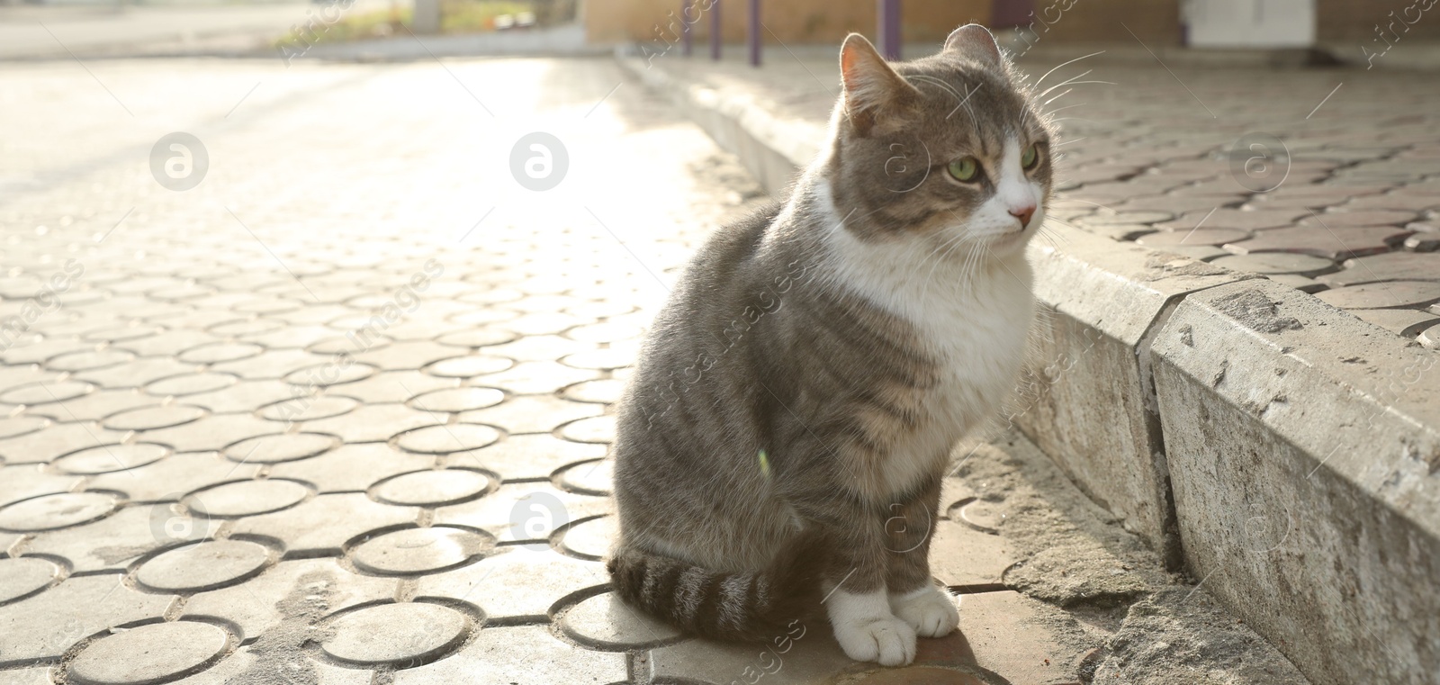 Lonely stray cat outdoors. Pet homelessness problem Photo of Lonely stray cat outdoors. Pet homelessness problem