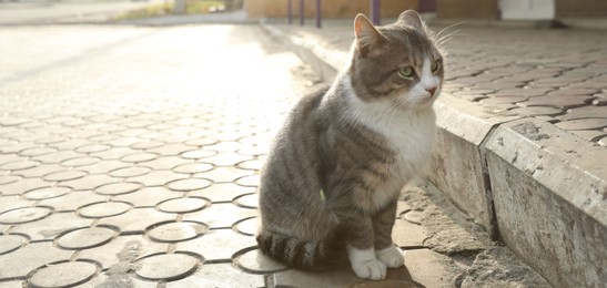 Photo of Lonely stray cat outdoors. Pet homelessness problem