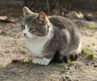 Photo of Lonely stray cat outdoors. Pet homelessness problem