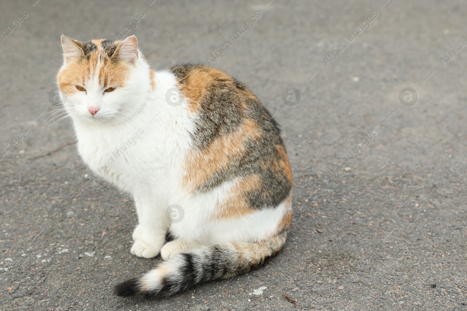 Lonely stray cat outdoors. Pet homelessness problem Photo of Lonely stray cat outdoors. Pet homelessness problem
