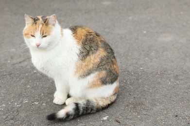 Photo of Lonely stray cat outdoors. Pet homelessness problem