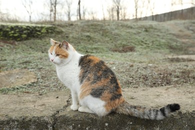 Photo of Lonely stray cat outdoors. Pet homelessness problem