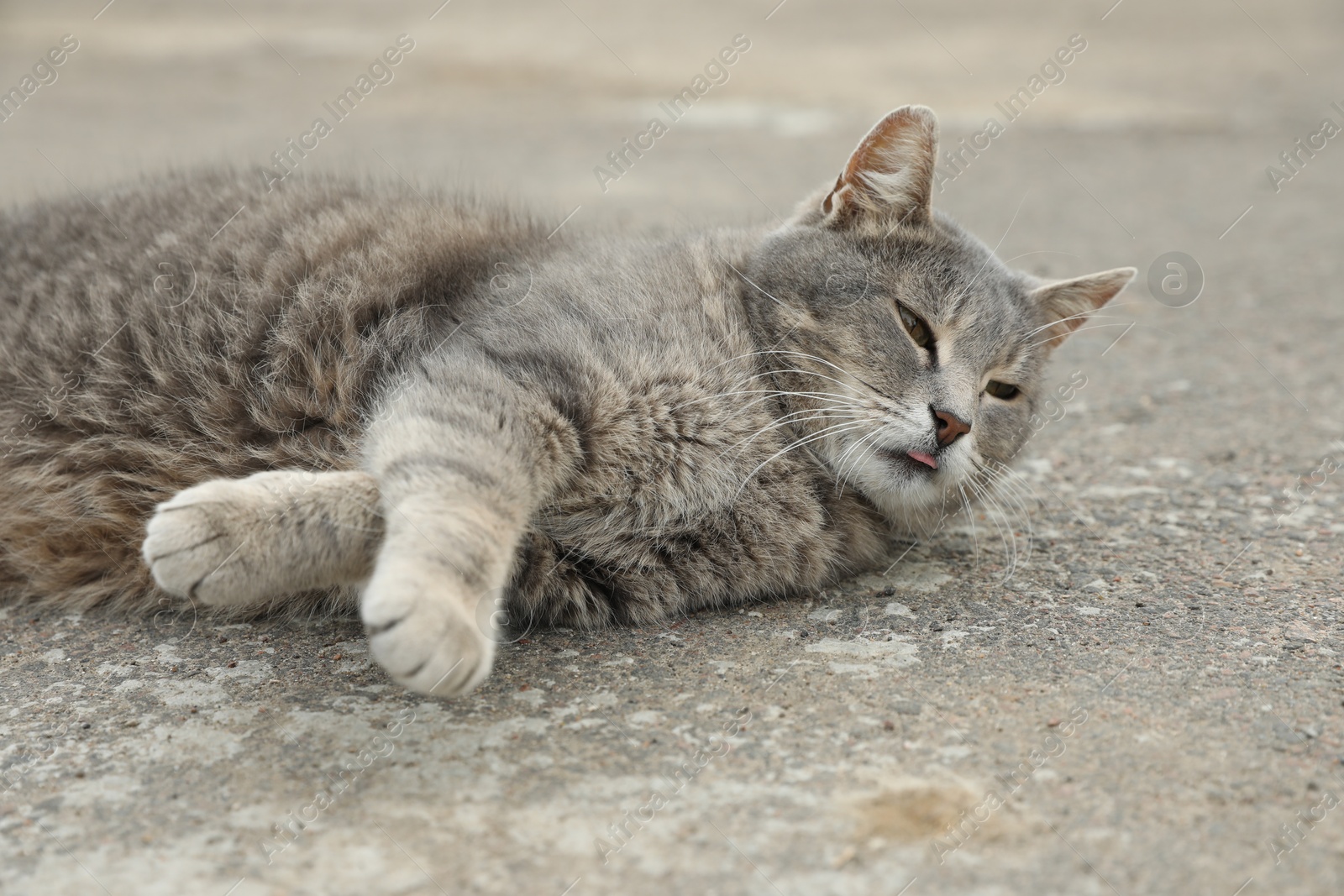 Lonely stray cat outdoors. Pet homelessness problem Photo of Lonely stray cat outdoors. Pet homelessness problem