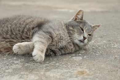 Photo of Lonely stray cat outdoors. Pet homelessness problem