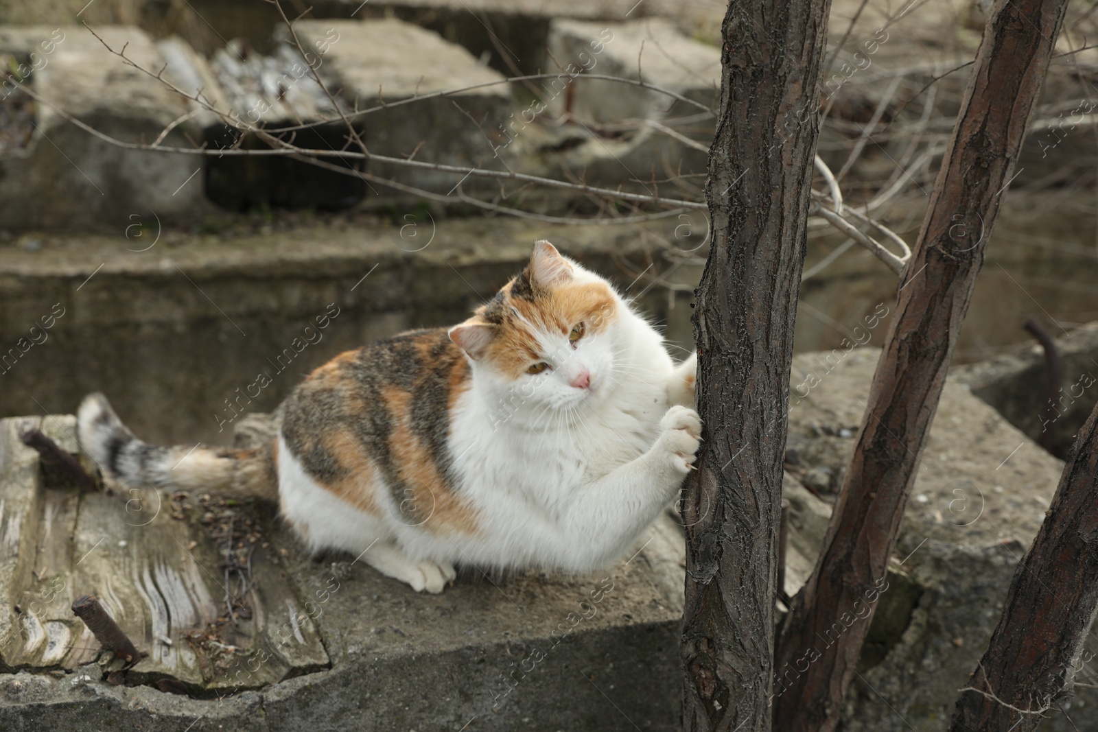 Lonely stray cat outdoors. Pet homelessness problem Photo of Lonely stray cat outdoors. Pet homelessness problem