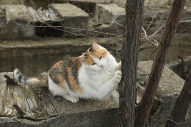 Photo of Lonely stray cat outdoors. Pet homelessness problem