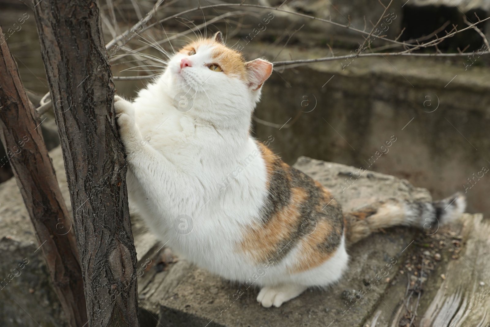 Lonely stray cat outdoors. Pet homelessness problem Photo of Lonely stray cat outdoors. Pet homelessness problem