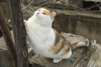 Photo of Lonely stray cat outdoors. Pet homelessness problem
