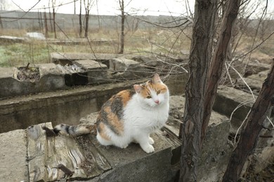 Photo of Lonely stray cat outdoors. Pet homelessness problem