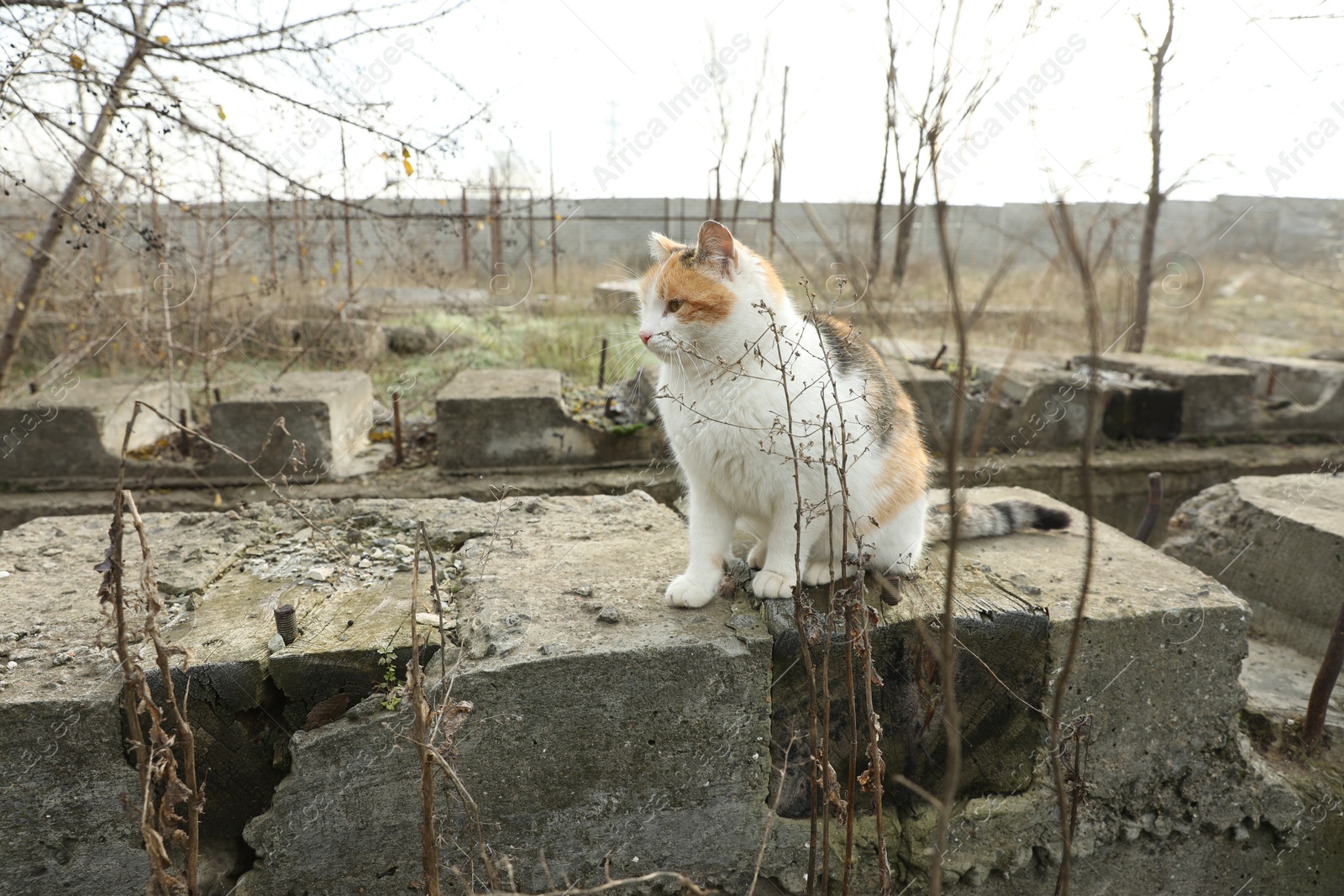 Lonely stray cat outdoors. Pet homelessness problem Photo of Lonely stray cat outdoors. Pet homelessness problem