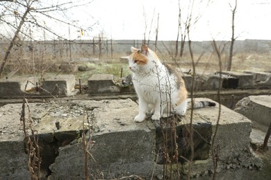 Photo of Lonely stray cat outdoors. Pet homelessness problem