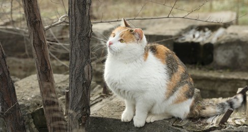 Photo of Lonely stray cat outdoors. Pet homelessness problem