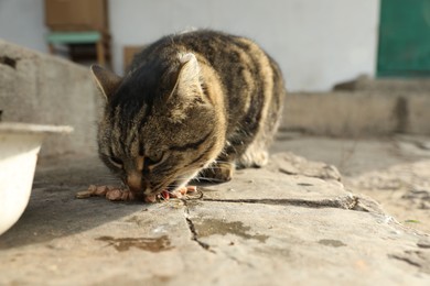 Photo of Lonely stray cat feeding outdoors. Pet homelessness problem