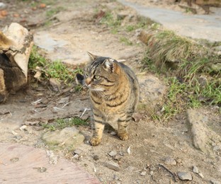 Photo of Lonely stray cat outdoors. Pet homelessness problem