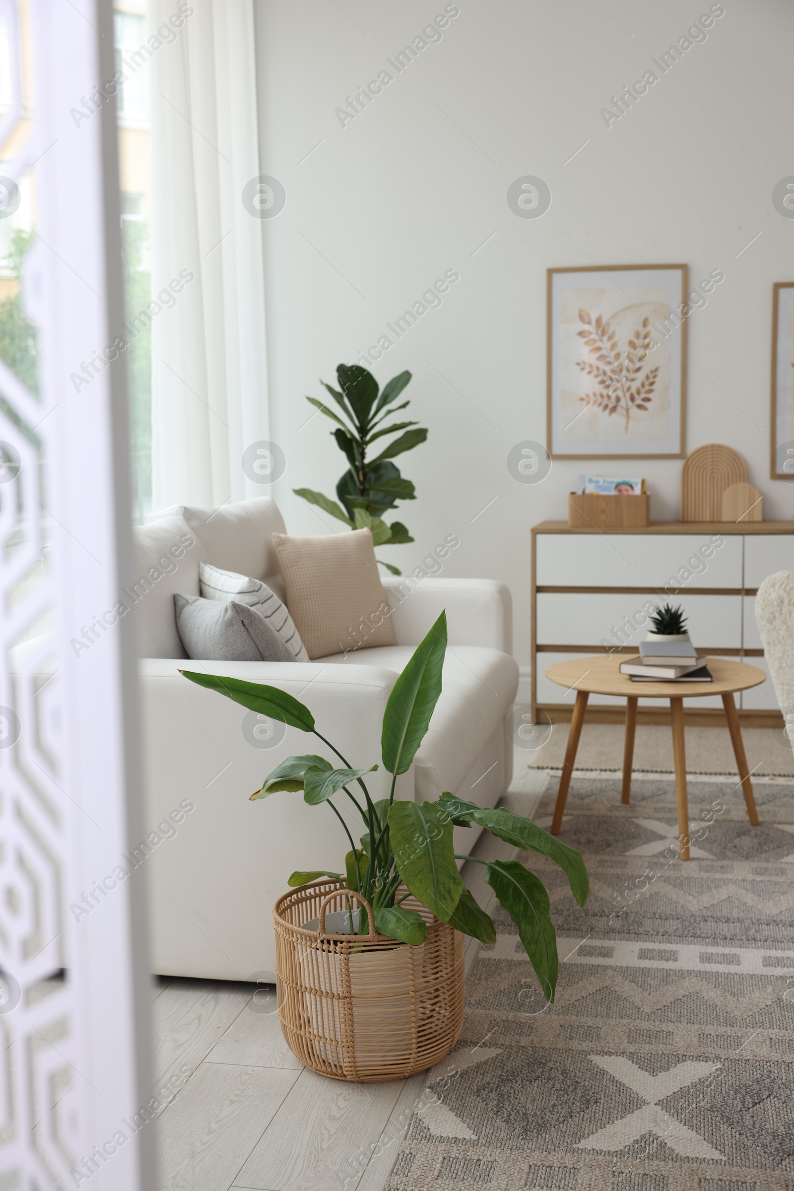 Stylish sofa and other furniture in living room. Interior design Photo of Stylish sofa and other furniture in living room. Interior design