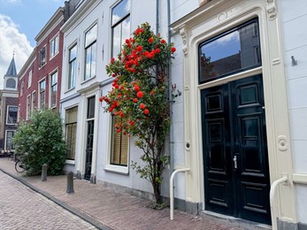 Photo of Bush of beautiful red roses on building wall outdoors