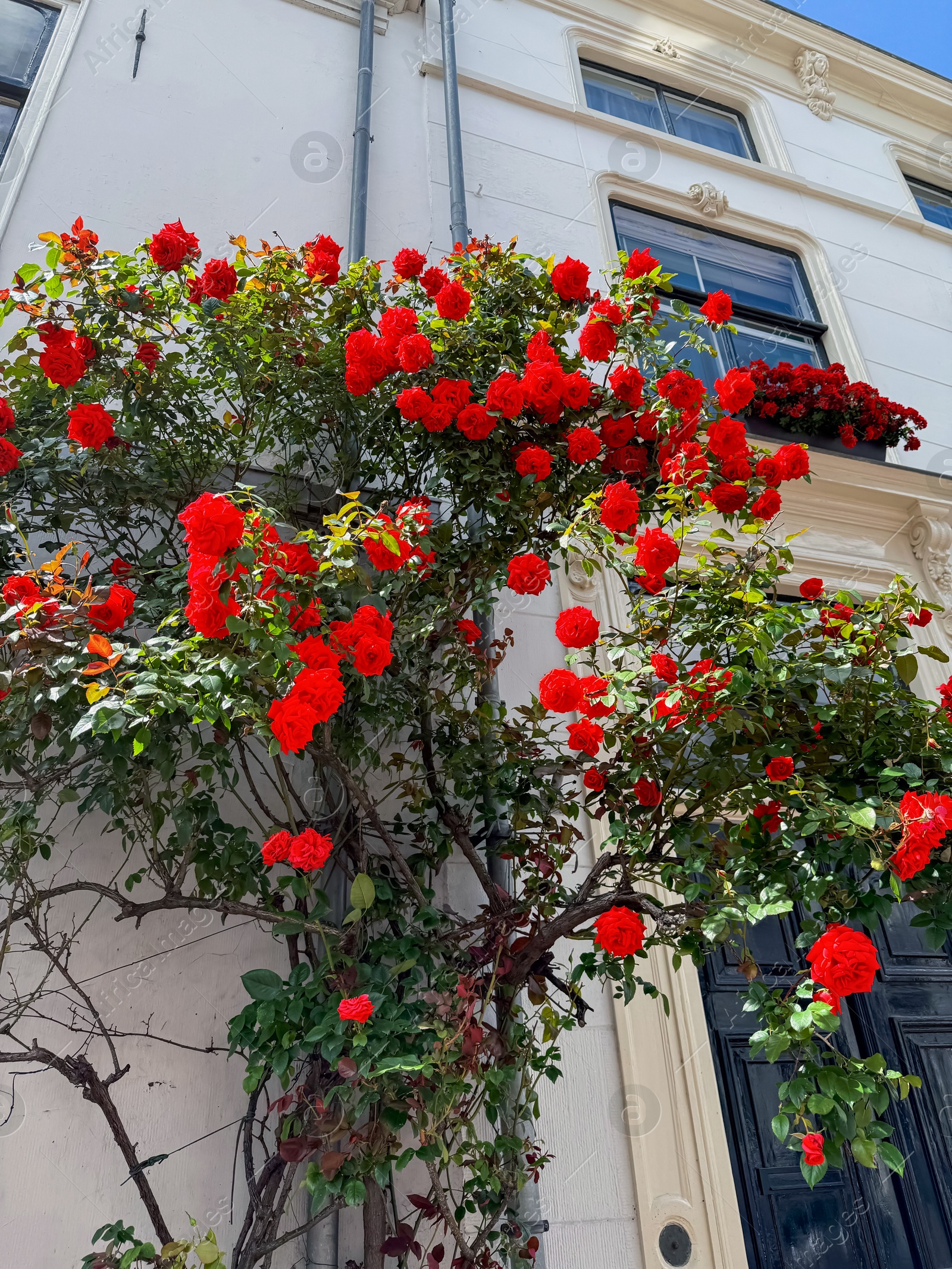 Bush of beautiful red roses on building wall outdoors, low angle view Photo of Bush of beautiful red roses on building wall outdoors, low angle view