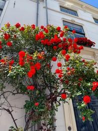 Photo of Bush of beautiful red roses on building wall outdoors, low angle view