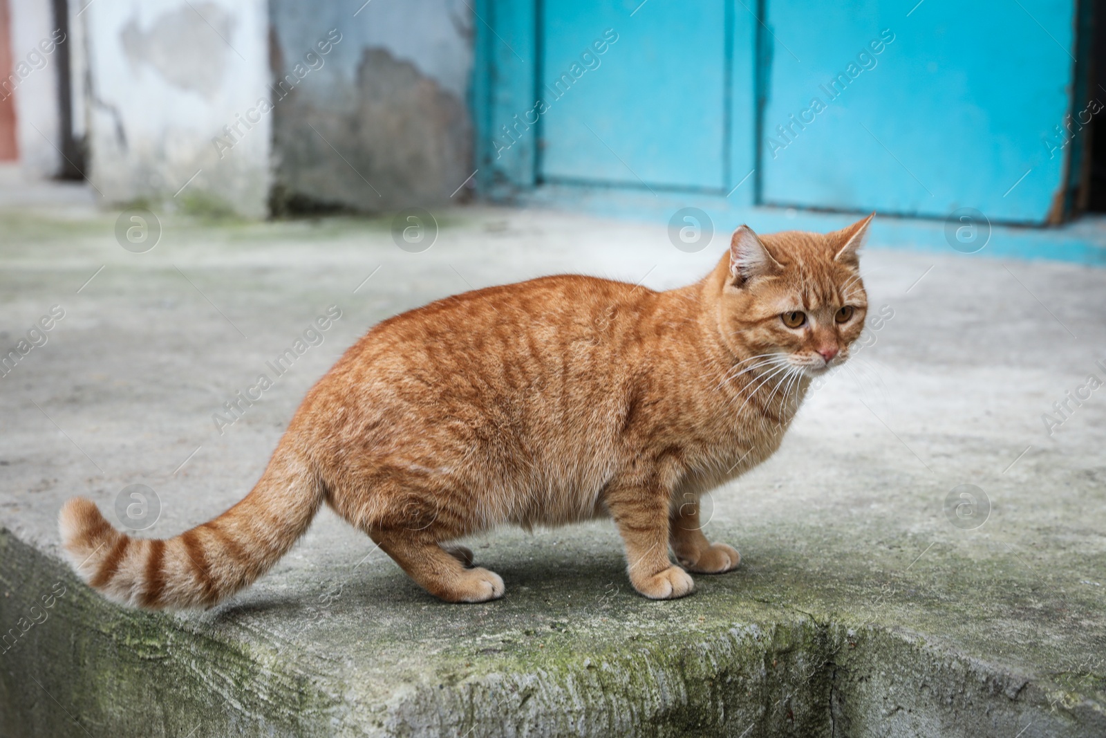 Lonely stray cat outdoors. Pet homelessness problem Photo of Lonely stray cat outdoors. Pet homelessness problem