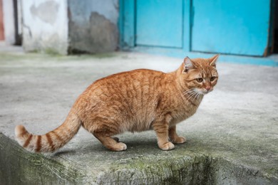 Photo of Lonely stray cat outdoors. Pet homelessness problem