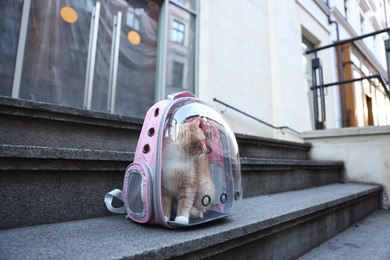 Photo of Cute cat in backpack carrier on stairs outdoors