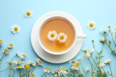 Photo of Tasty chamomile tea and flowers on light blue background, flat lay