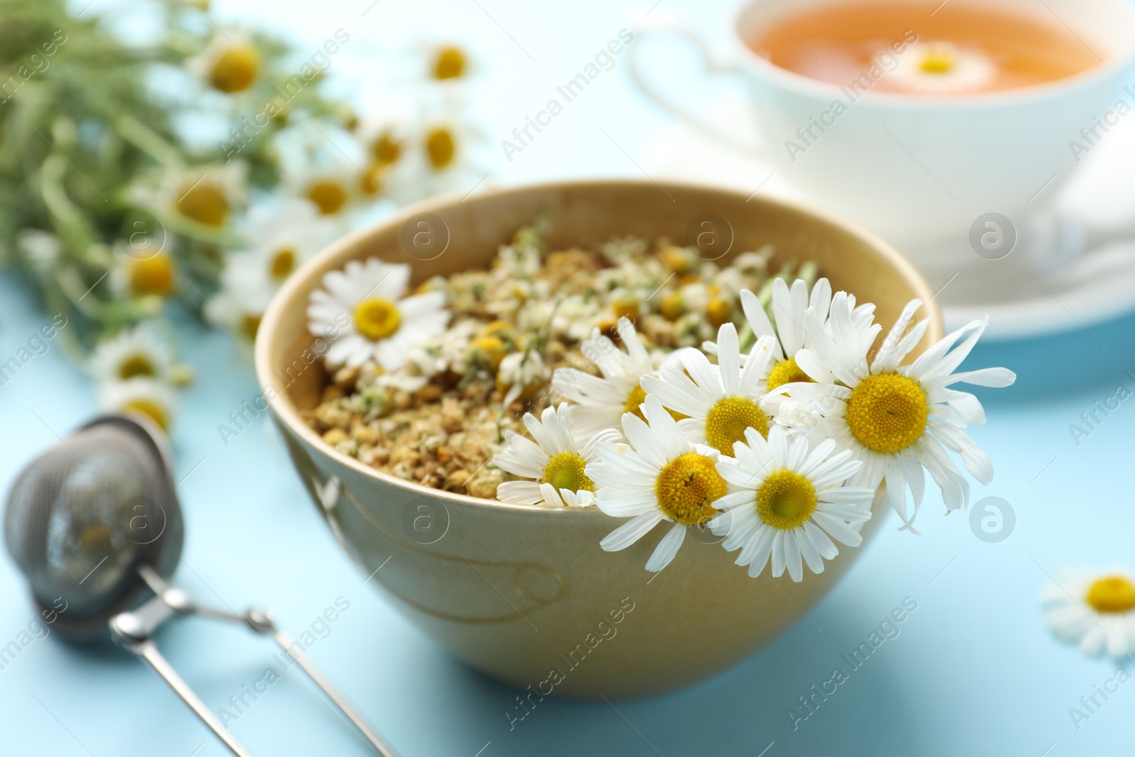 Chamomile flowers in bowl on light blue background, closeup Photo of Chamomile flowers in bowl on light blue background, closeup