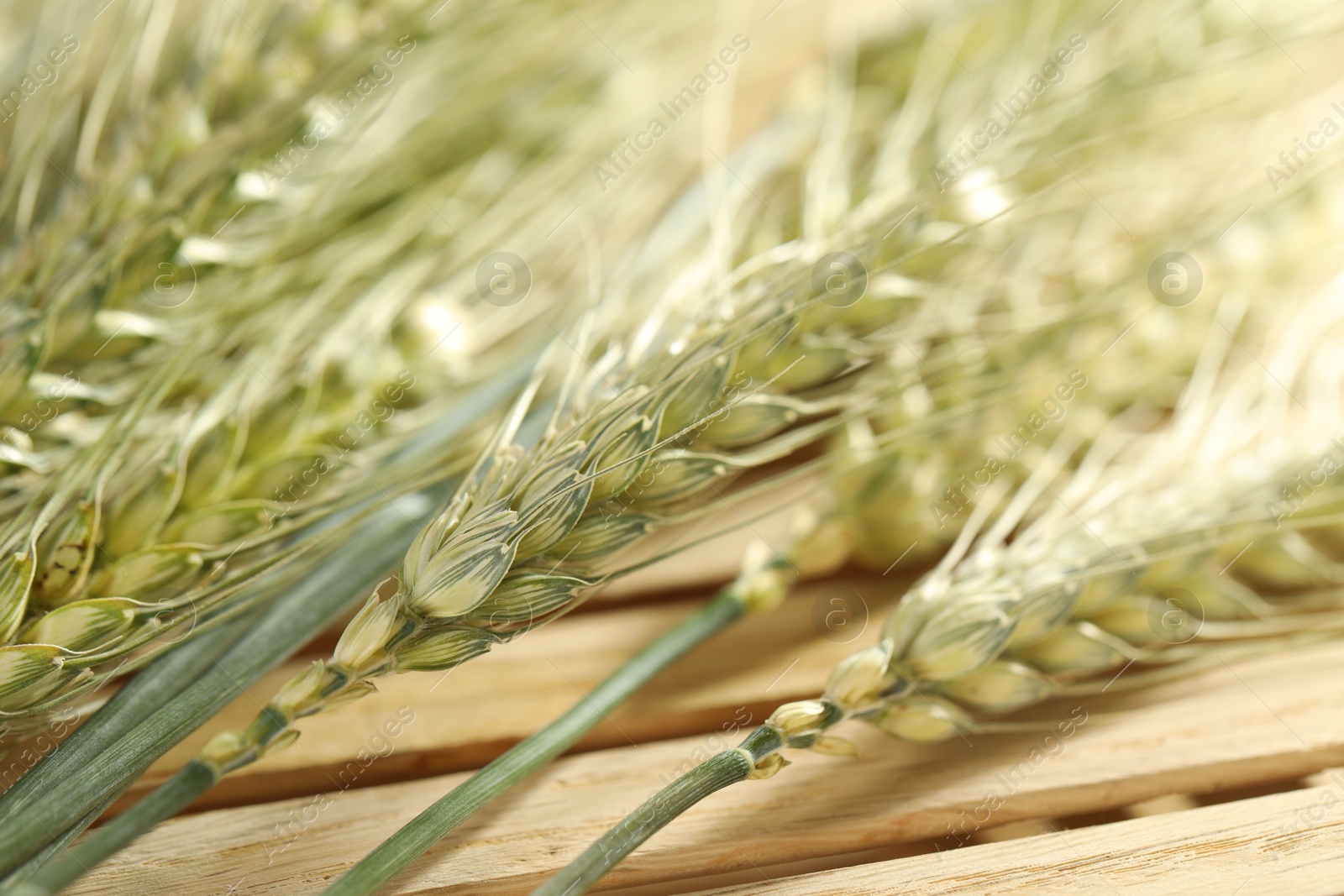 Photo of Green wheat spikes on wooden crate, macro view