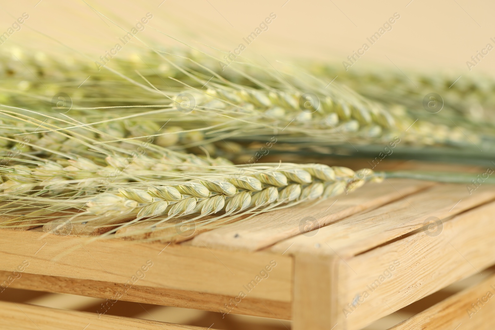 Green wheat spikes on wooden crate against beige background, macro view Photo of Green wheat spikes on wooden crate against beige background, macro view