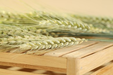 Photo of Green wheat spikes on wooden crate against beige background, macro view