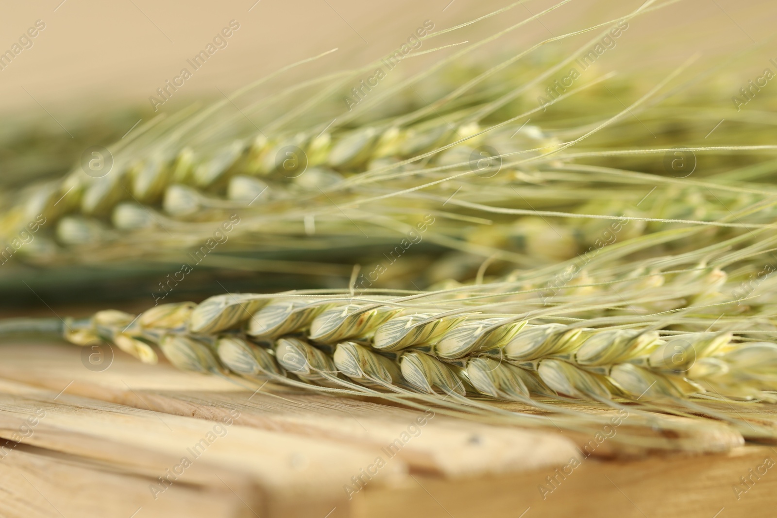 Photo of Green wheat spikes on wooden crate against beige background, macro view