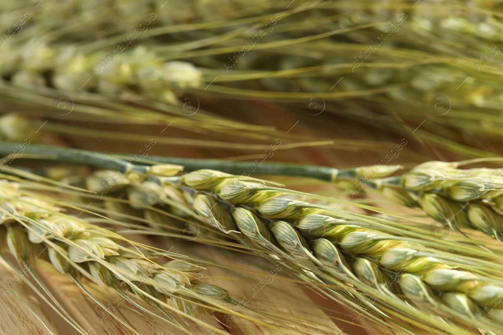 Photo of Green wheat spikes on wooden crate, macro view