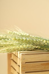 Photo of Green wheat spikes on wooden crate against beige background, closeup